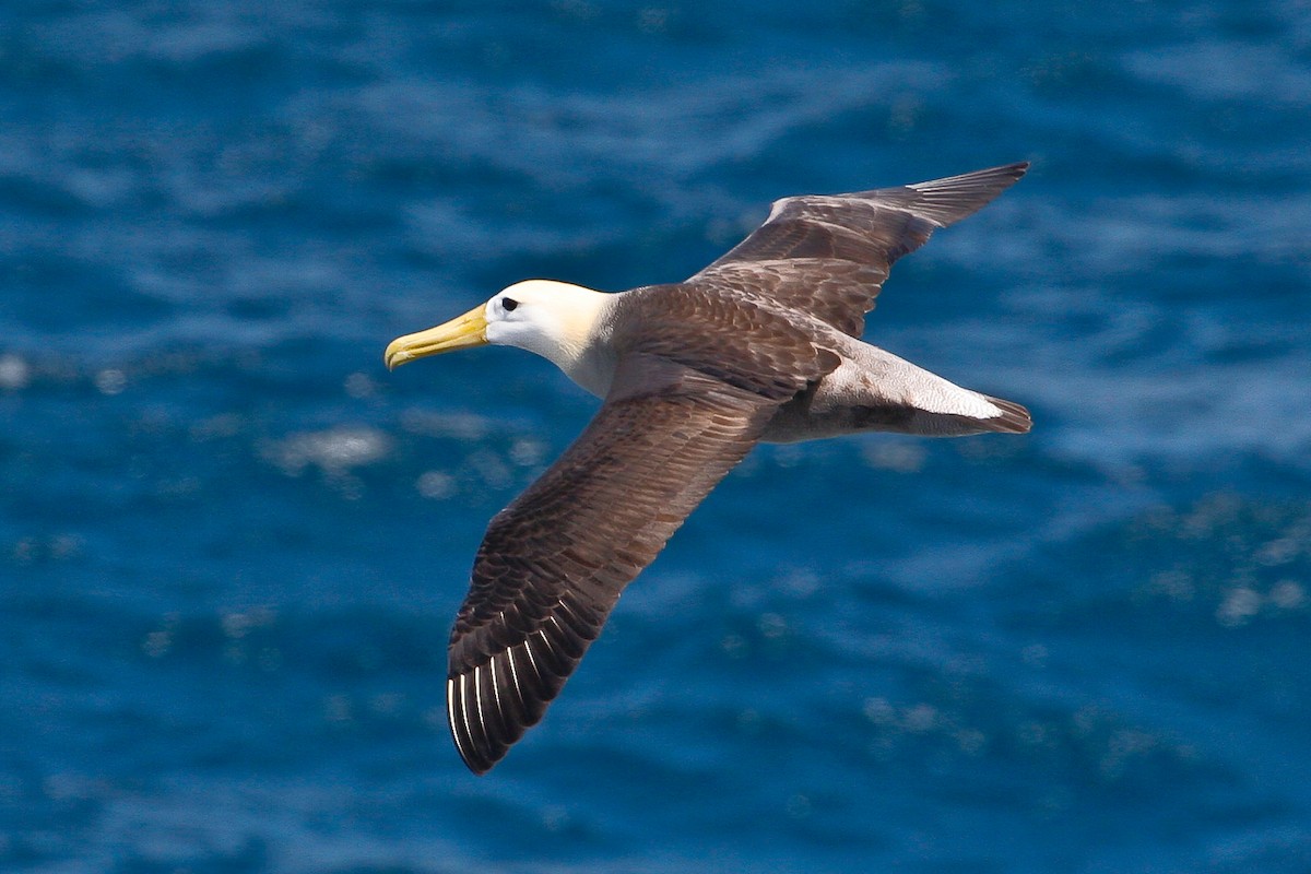 Albatros des Galapagos - ML581742391