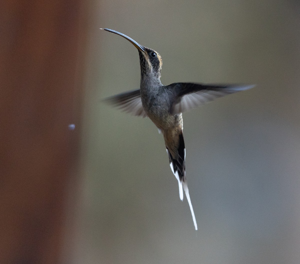 Scale-throated Hermit - ML581743801