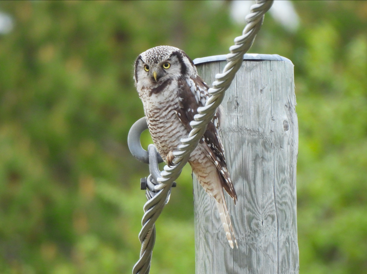 Northern Hawk Owl (Eurasian) - Adrián Colino Barea