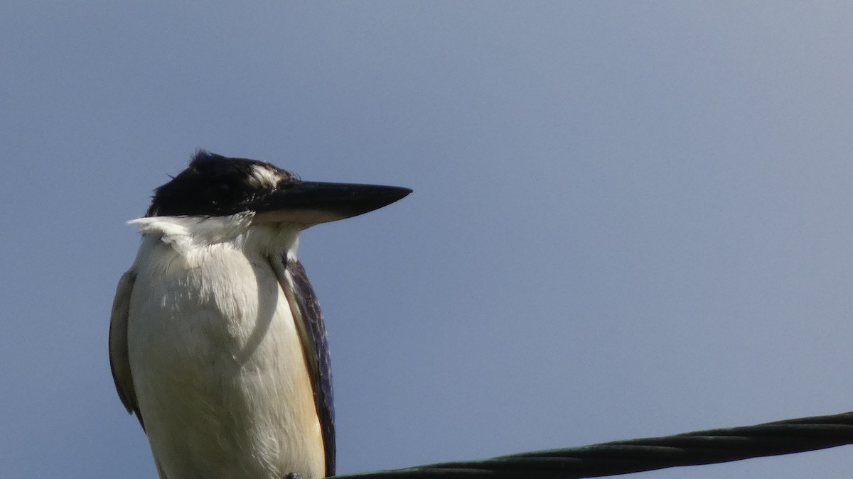 Forest Kingfisher - ML581748591