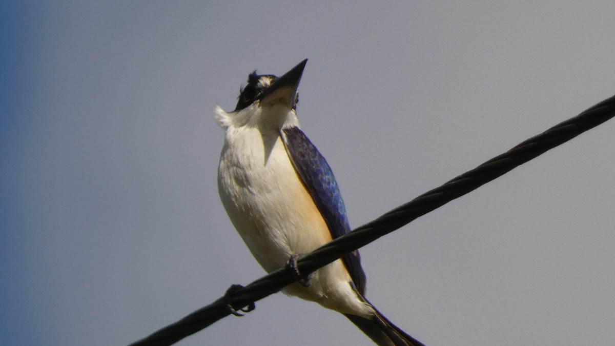 Forest Kingfisher - ML581748601