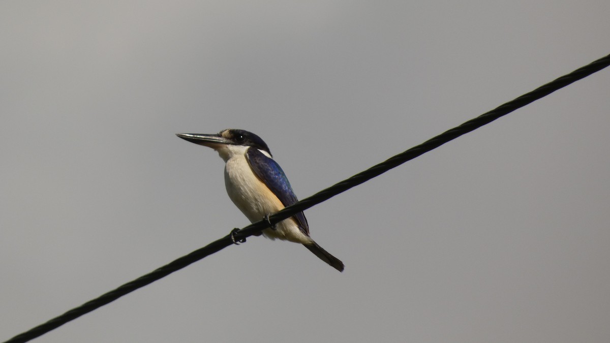Forest Kingfisher - ML581748611