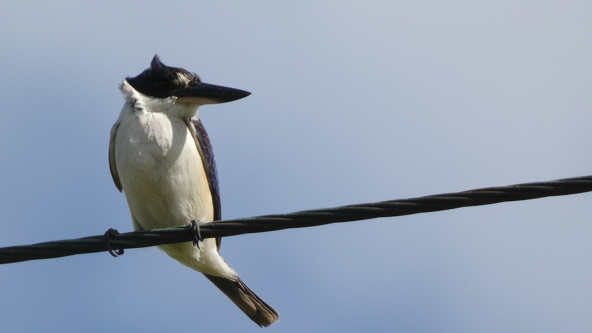Forest Kingfisher - ML581748621