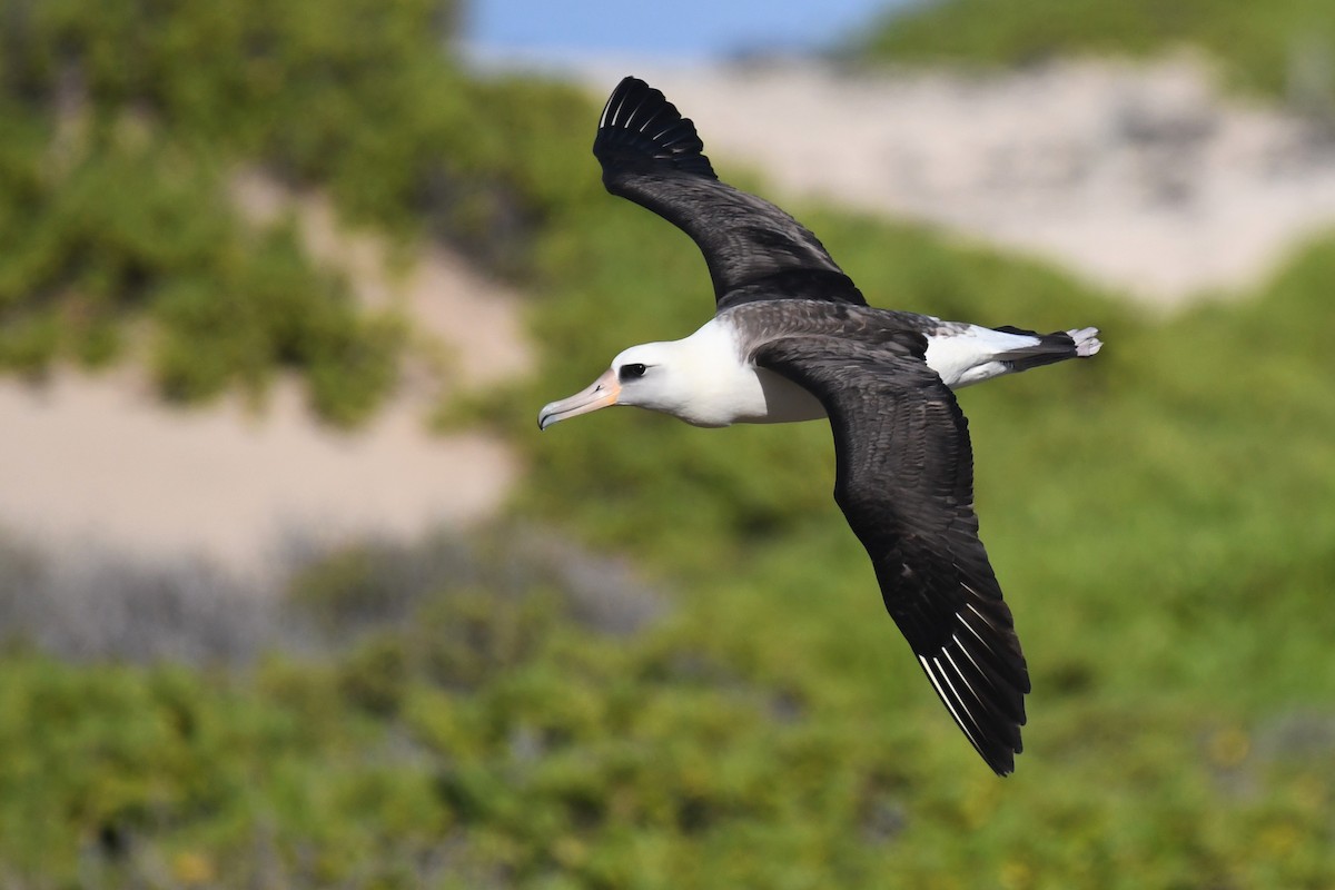 Laysan Albatross - Bill Eisele