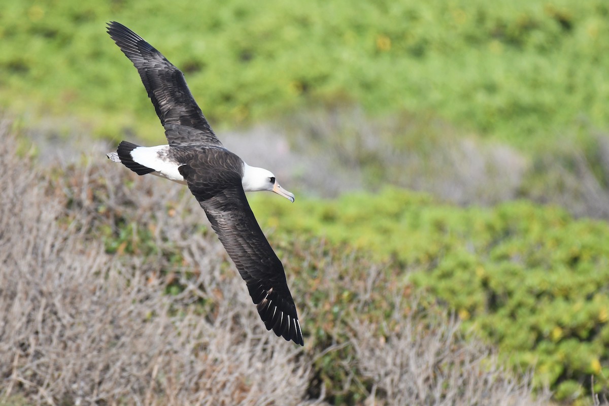 Laysan Albatross - Bill Eisele