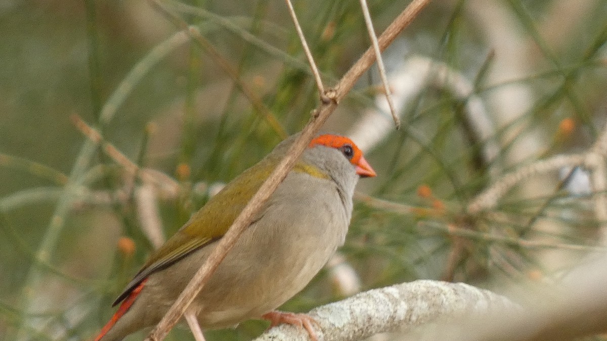Red-browed Firetail - ML581749191
