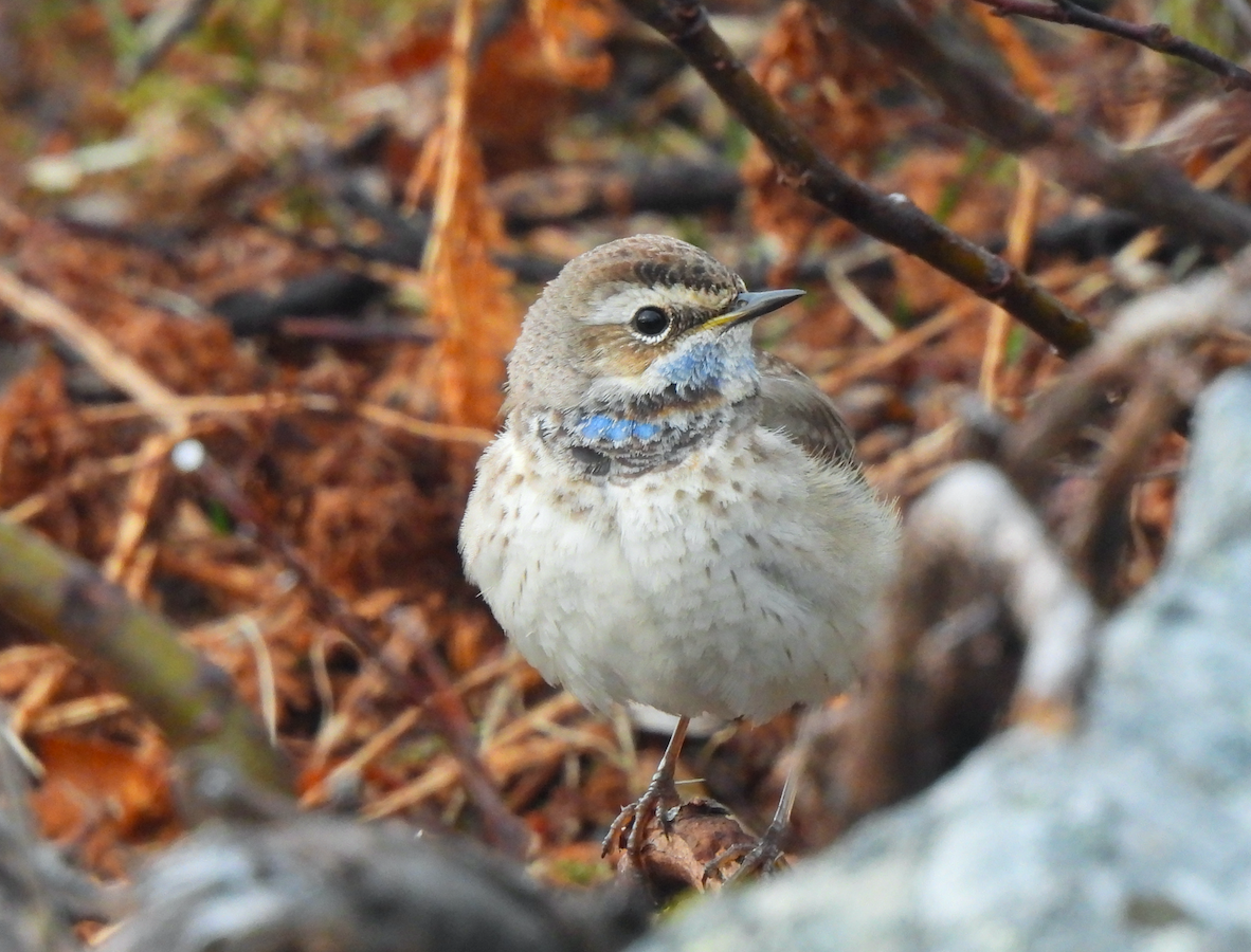 Bluethroat (Red-spotted) - ML581749911