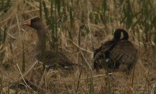 Greater White-fronted Goose, ML58175381
