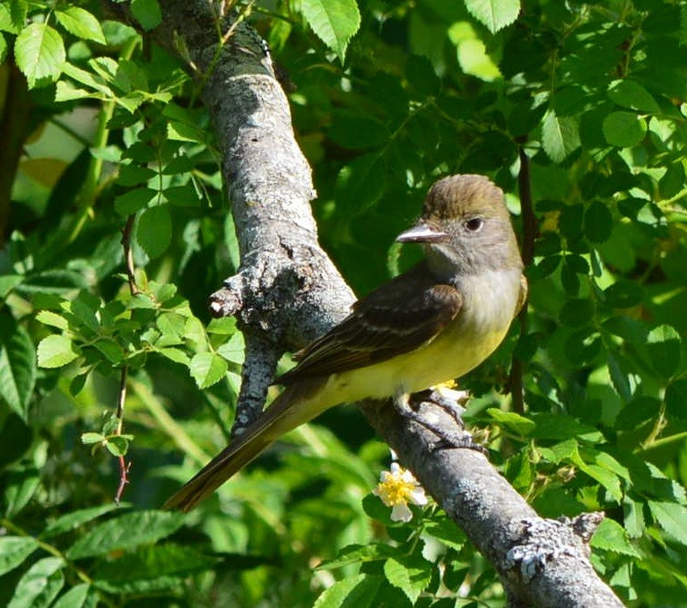 Great Crested Flycatcher - ML581755001