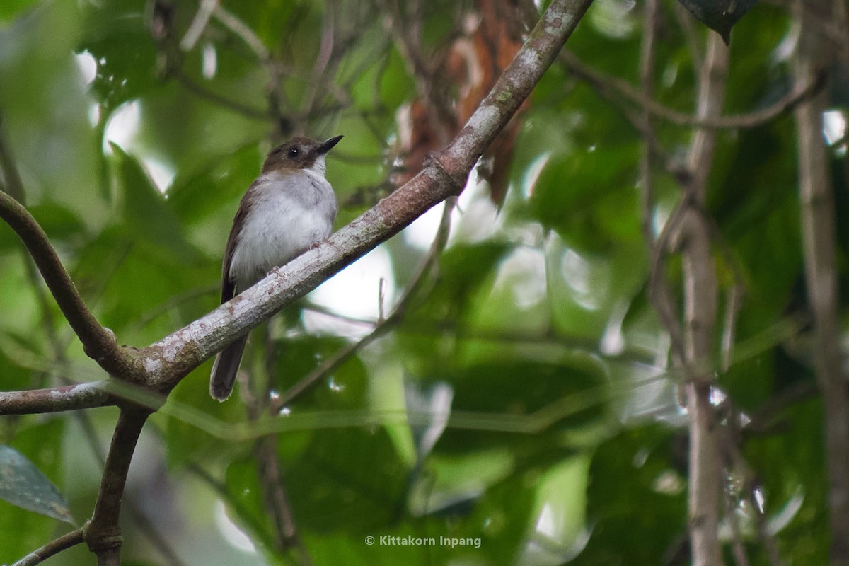Gray-chested Jungle Flycatcher - ML581755981