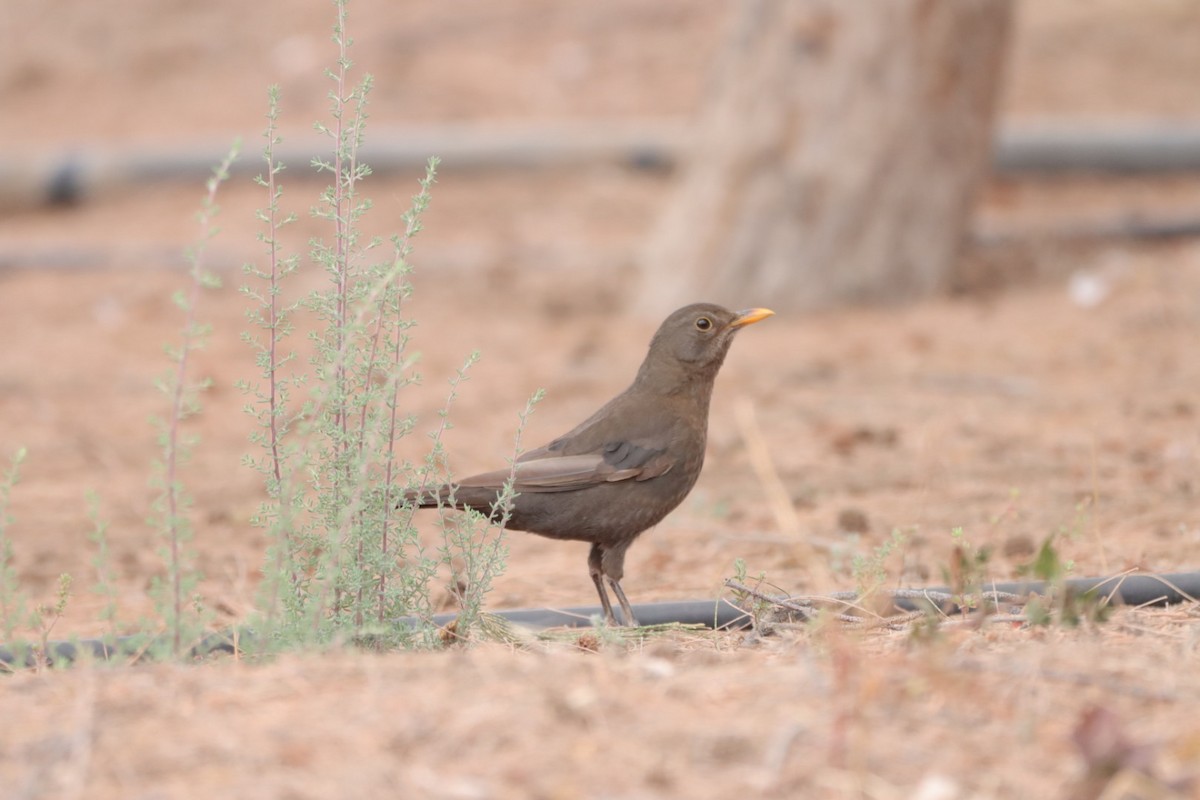 Eurasian Blackbird - Angel Curbelo