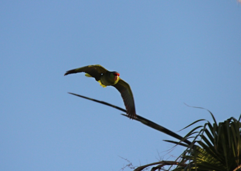 Red-crowned Parrot - ML58176551