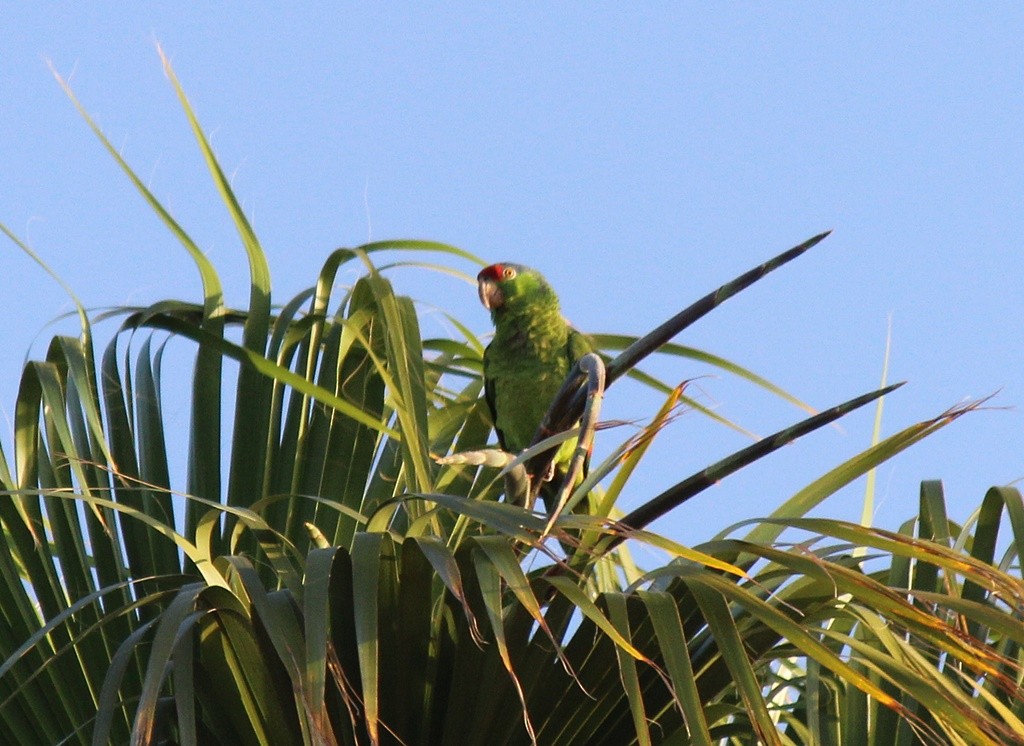 Red-crowned Parrot - Storm Jensen