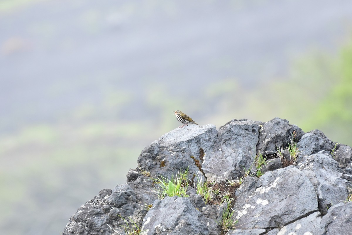 Olive-backed Pipit - ML581766811