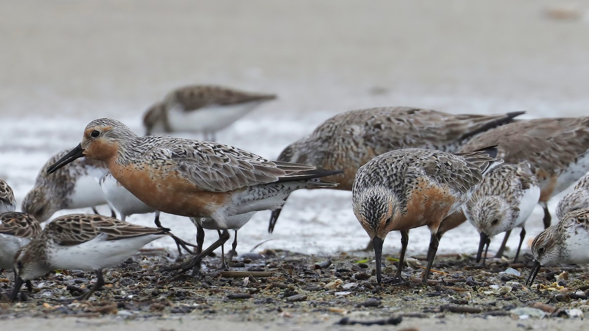 Red Knot - ML581775551