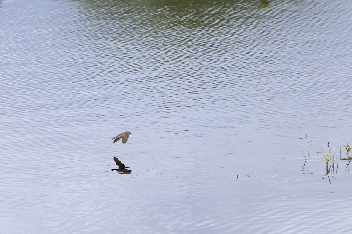Northern Rough-winged Swallow - ML581776441
