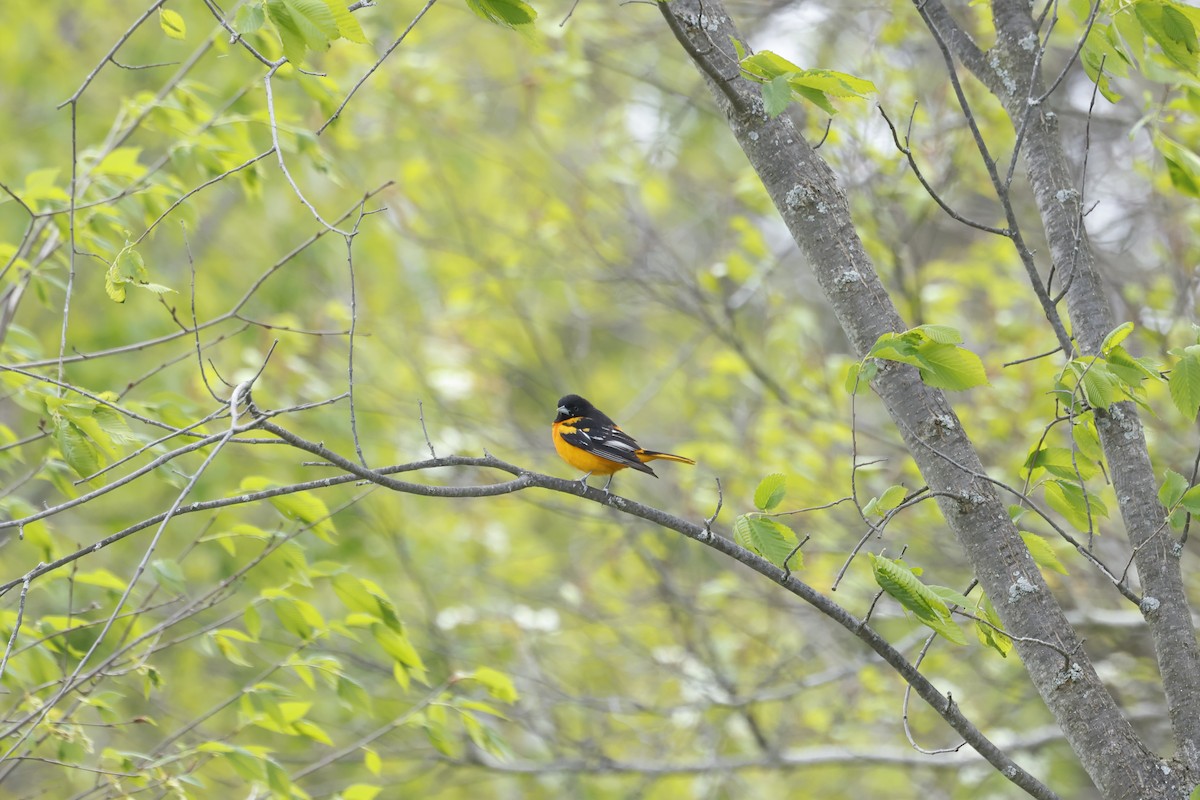 American Redstart - ML581776491