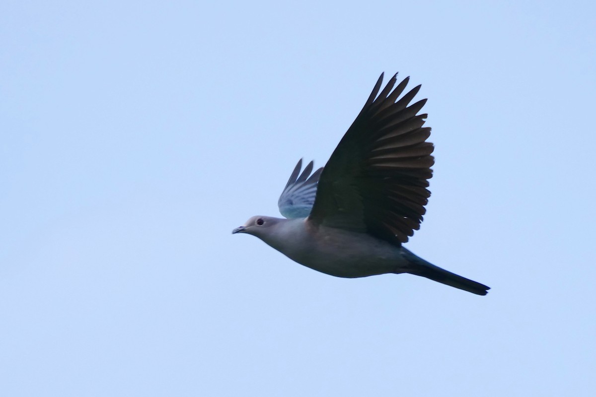 Green Imperial-Pigeon - ML581778211