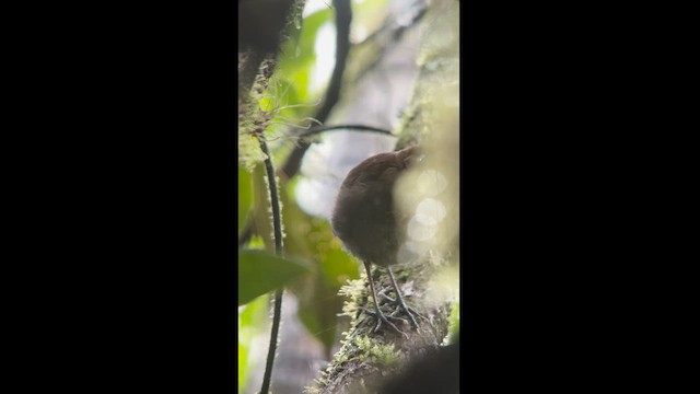 Tepui Antpitta - ML581780881