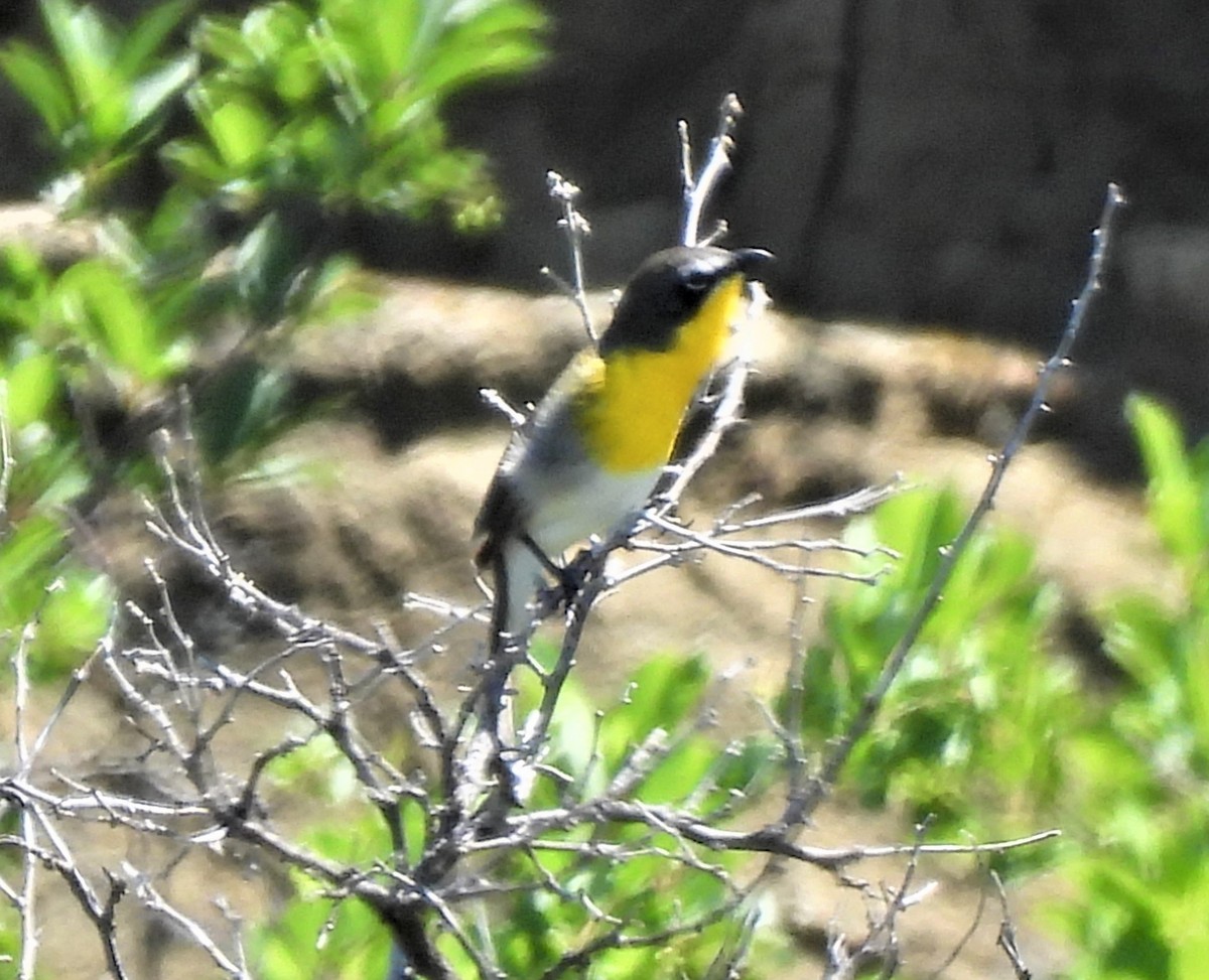 Yellow-breasted Chat - ML581781131