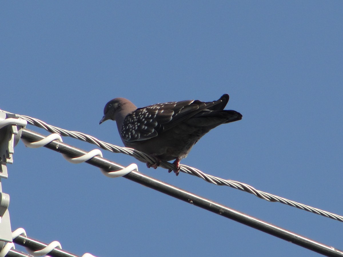 Spot-winged Pigeon - ML581781541