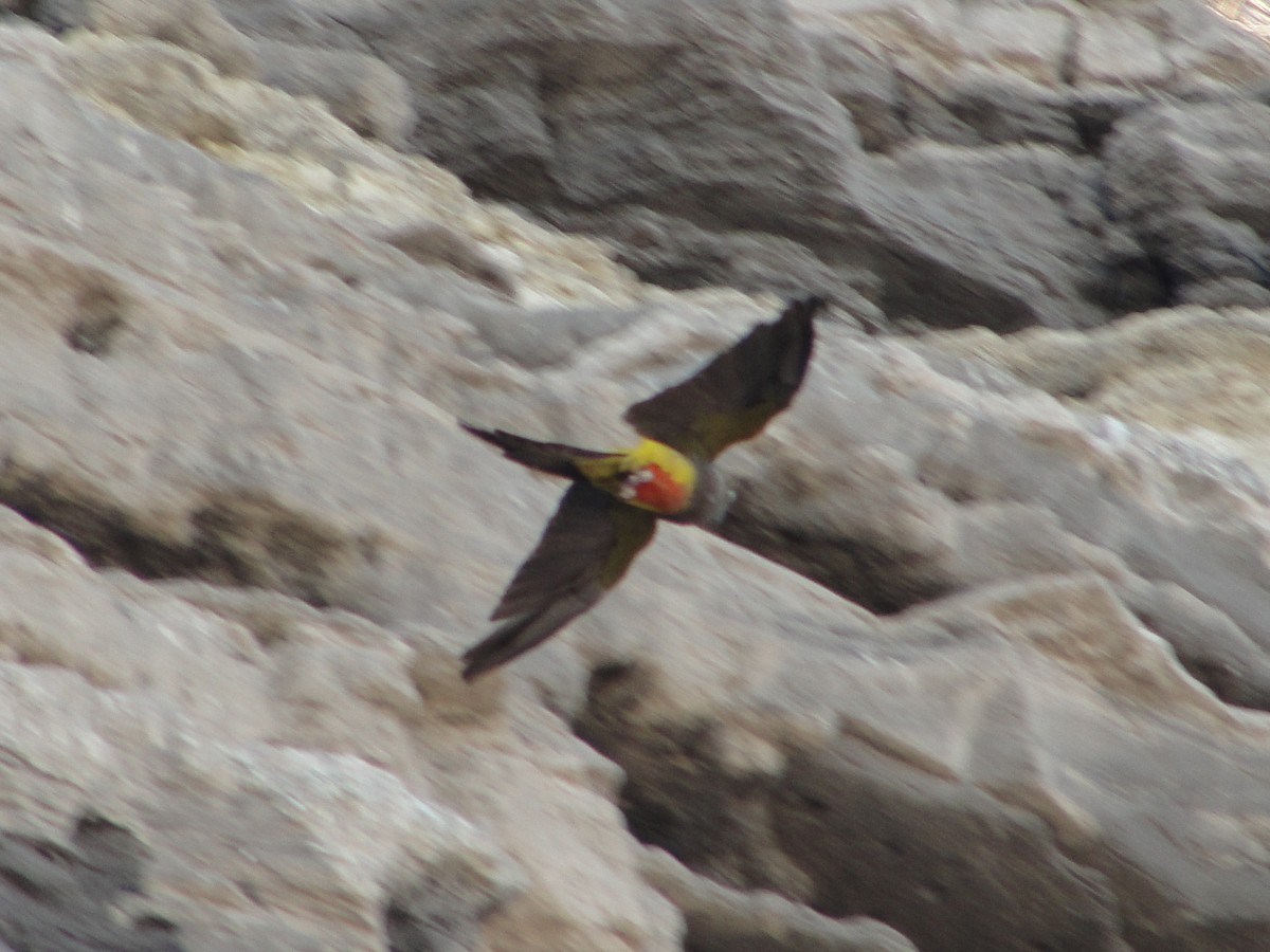 Patagonya Papağanı - ML581781621