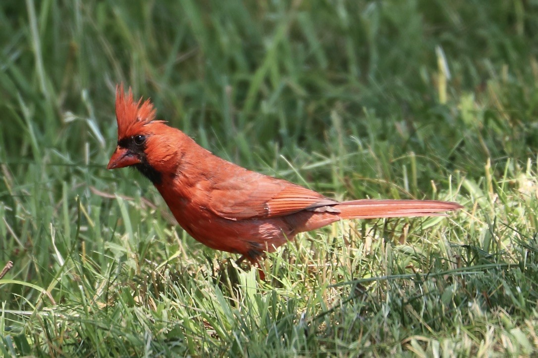Northern Cardinal - Irvin Pitts