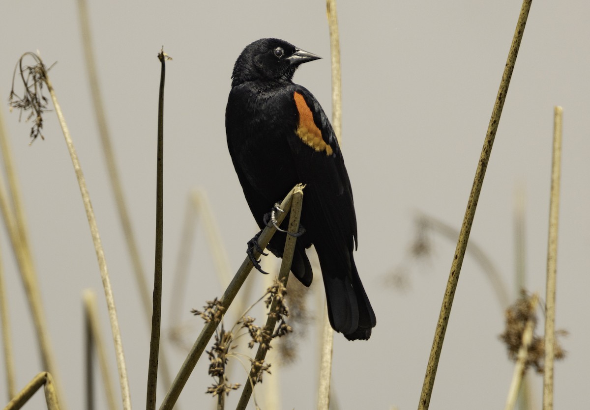 Red-winged Blackbird - Sergio Rivero Beneitez