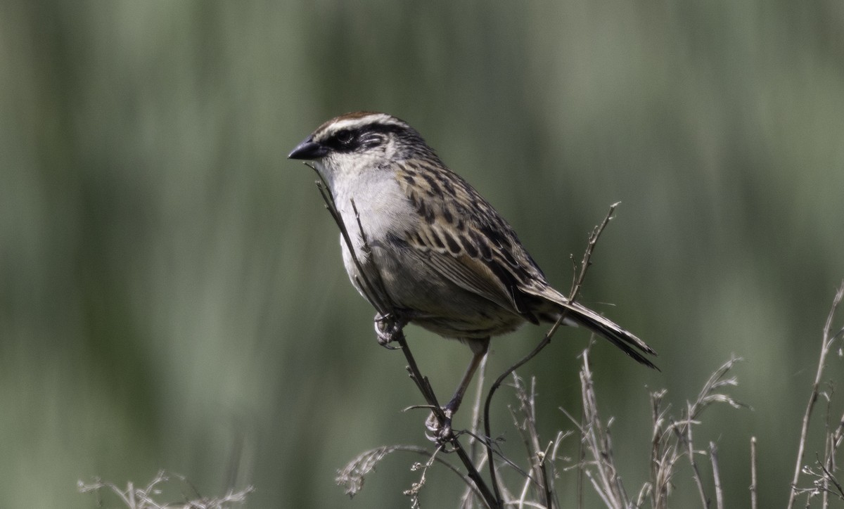 Striped Sparrow - ML581783011