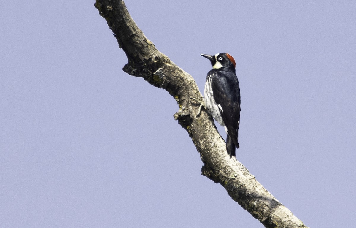 Acorn Woodpecker - Sergio Rivero Beneitez