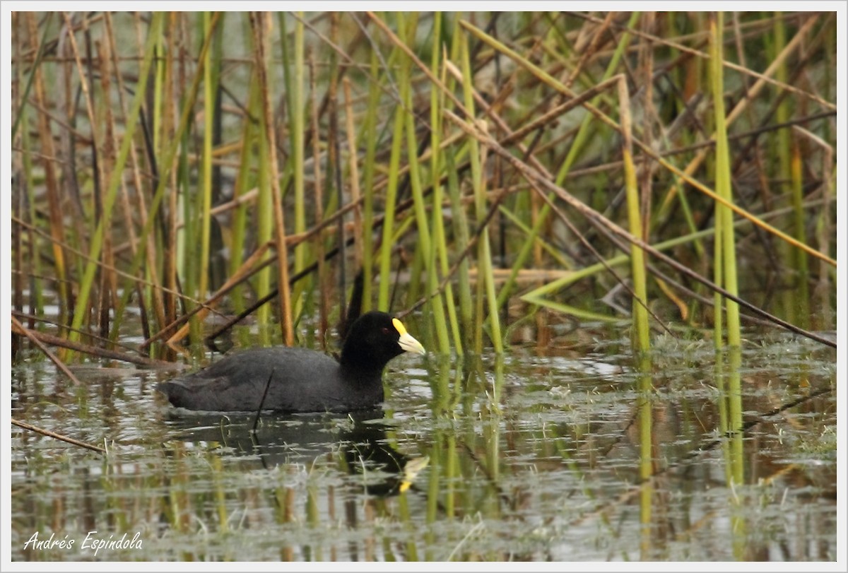White-winged Coot - ML58178601