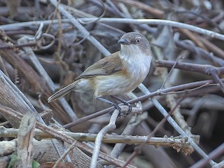  - Rufous-sided Gerygone