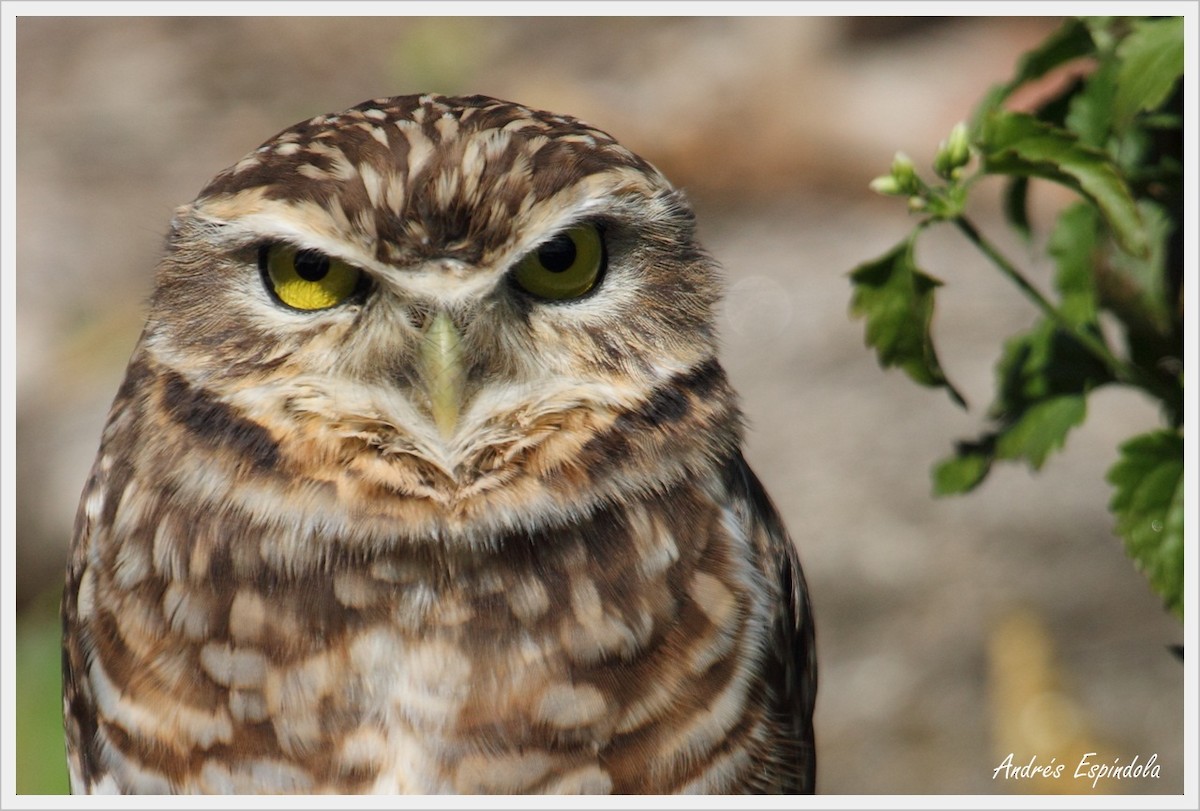 Burrowing Owl - ML58178951