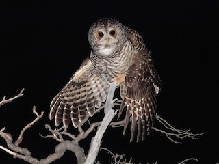  - Rufous-legged Owl