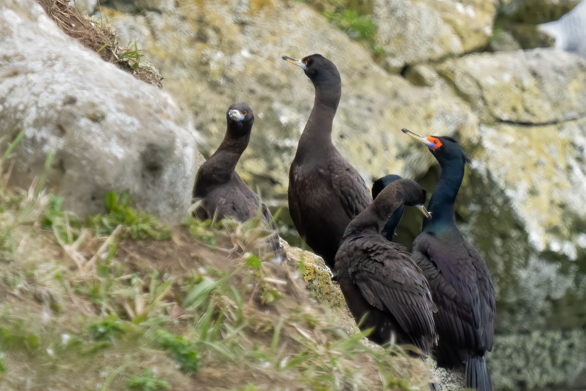 Red-faced Cormorant - ML581791041