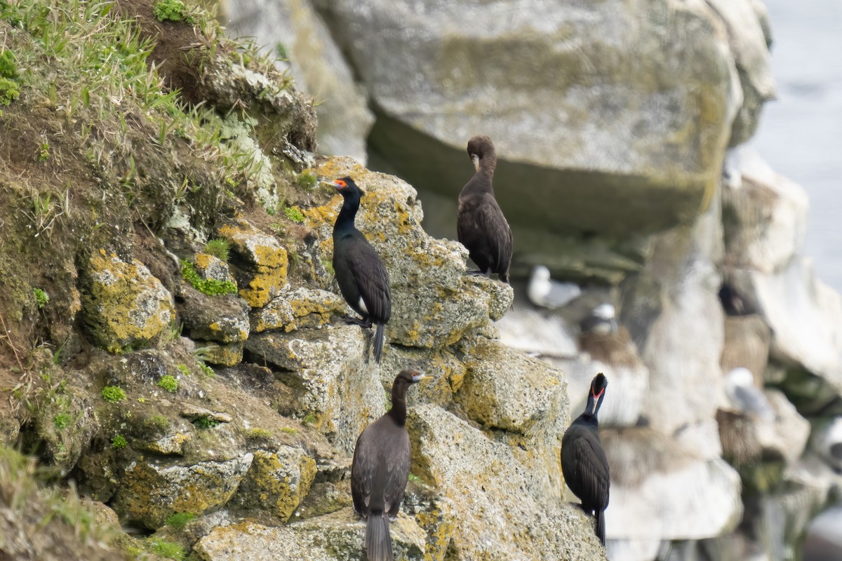 Red-faced Cormorant - ML581791051