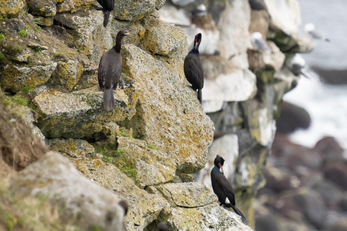 Red-faced Cormorant - ML581791061