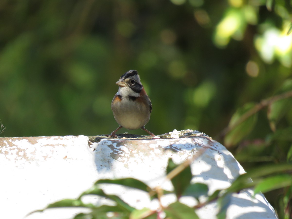 Rufous-collared Sparrow - ML581791621