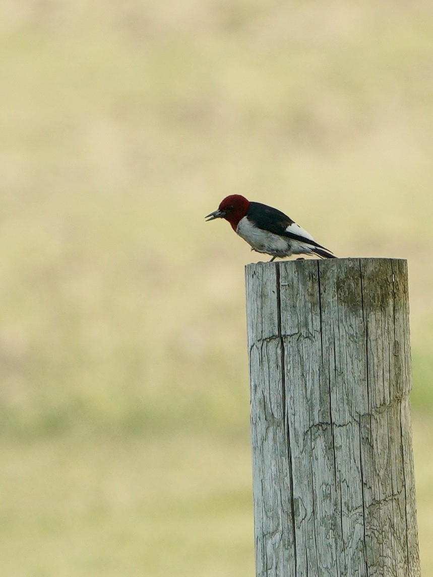 Red-headed Woodpecker - ML581791841