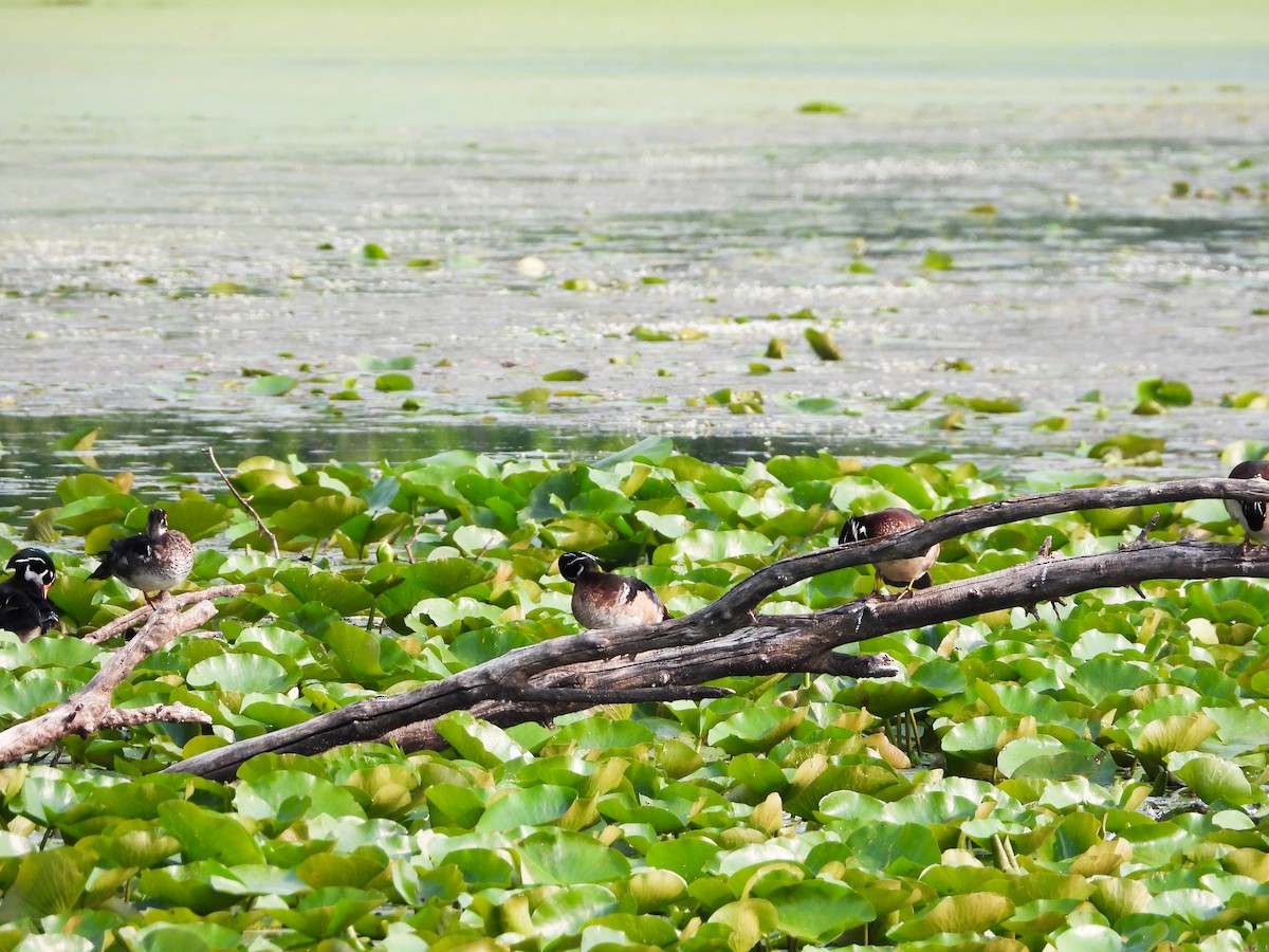 eBird Checklist 6 Jun 2023 Timber Ridge Forest PreserveWest 2