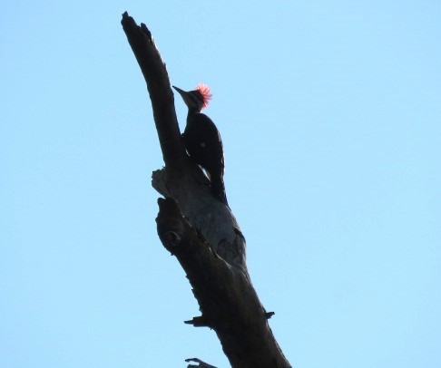 Pileated Woodpecker - ML581795721