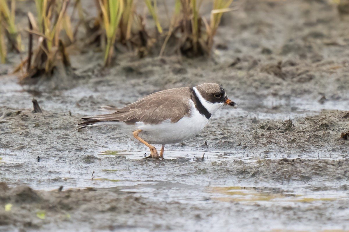 Semipalmated Plover - ML581795941