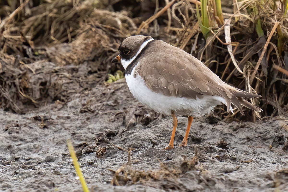 Semipalmated Plover - ML581795951