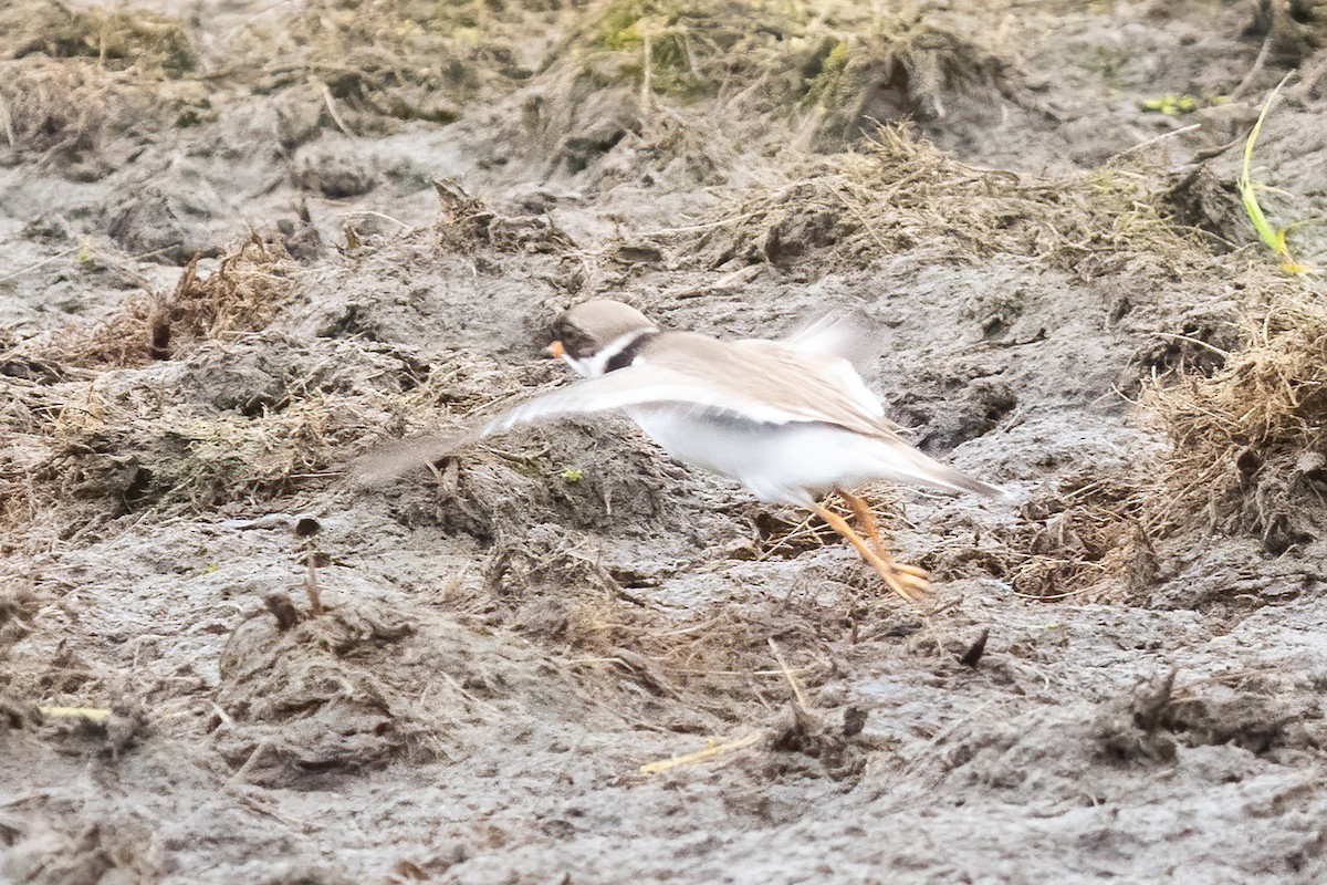 Semipalmated Plover - ML581795961