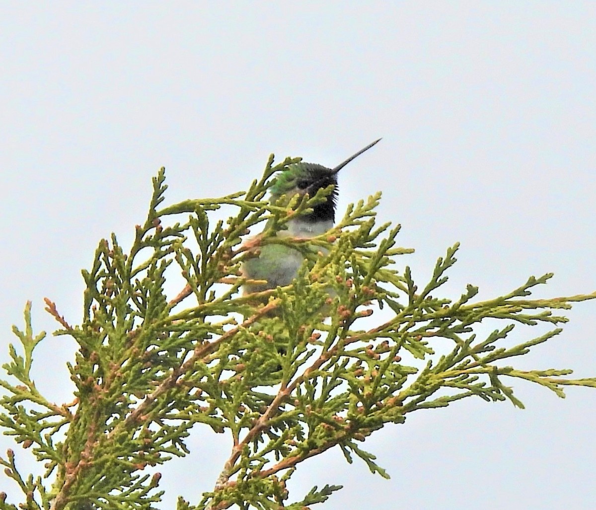 Broad-tailed Hummingbird - ML581797291