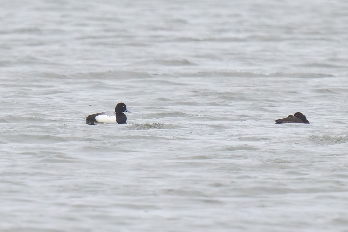 Greater Scaup - ML581797931
