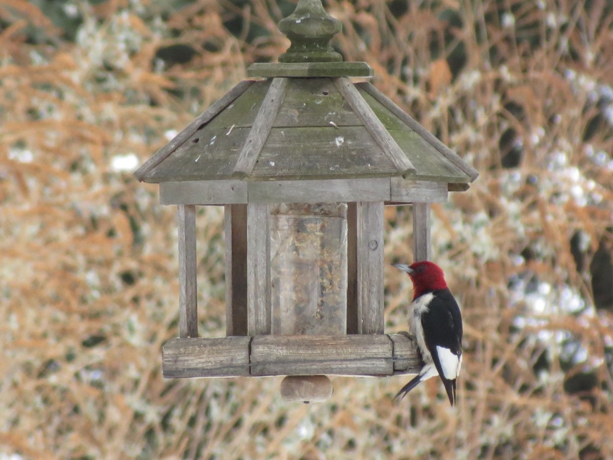 Red-headed Woodpecker - ML581798611