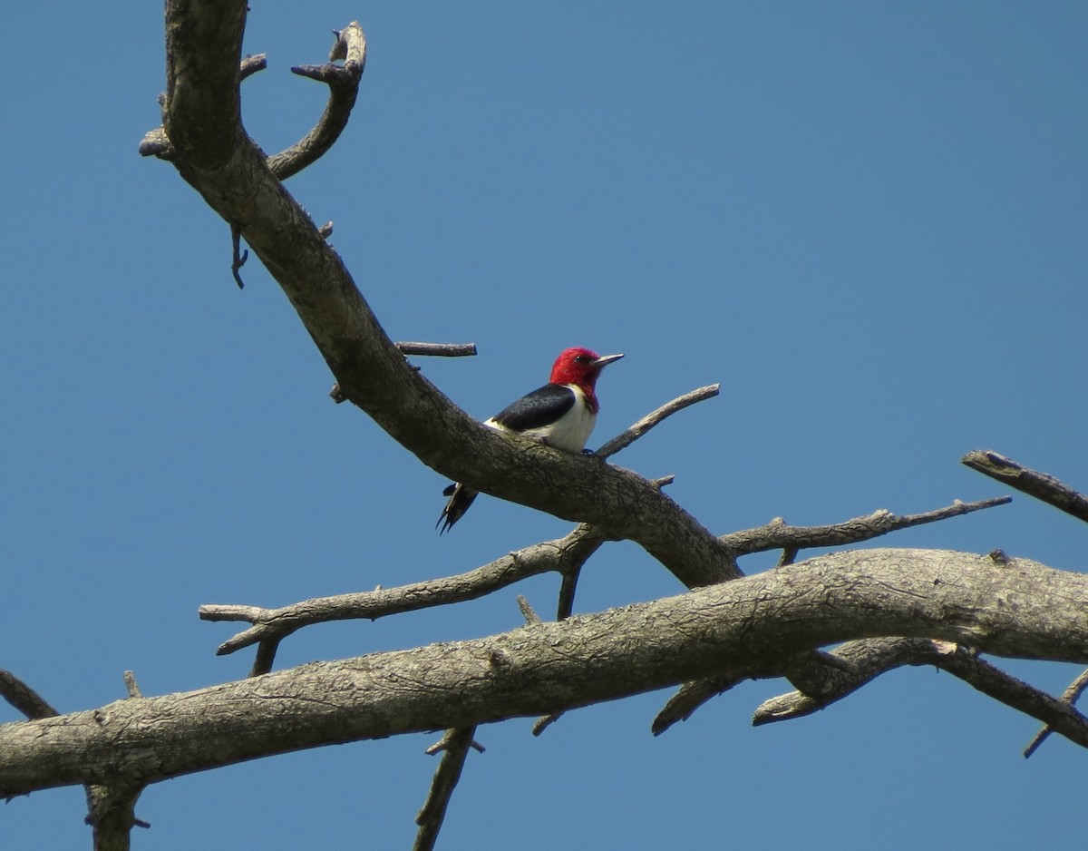 Red-headed Woodpecker - ML581798941