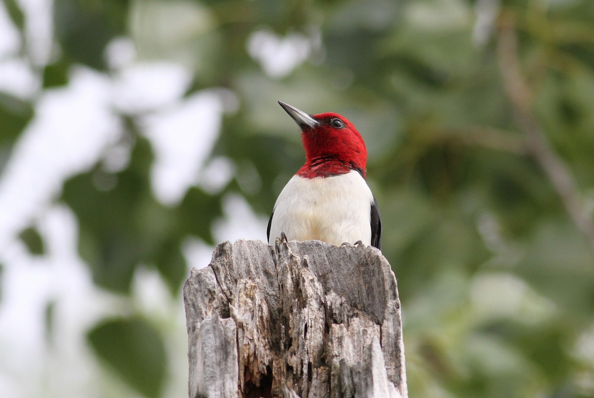 Red-headed Woodpecker - ML581799411