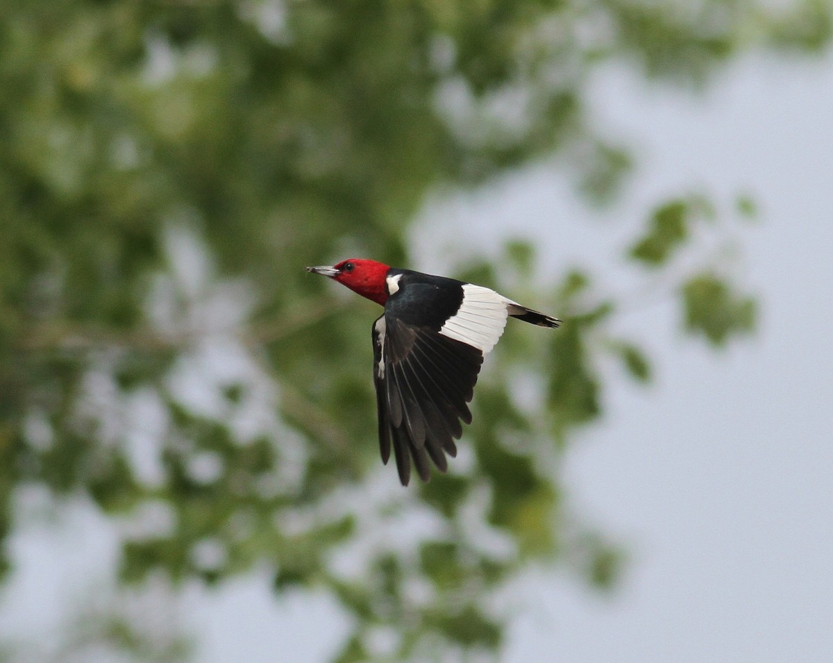 Red-headed Woodpecker - ML581799711
